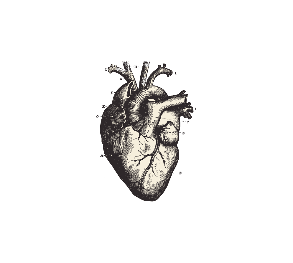 Black anatomical hearth sketch.