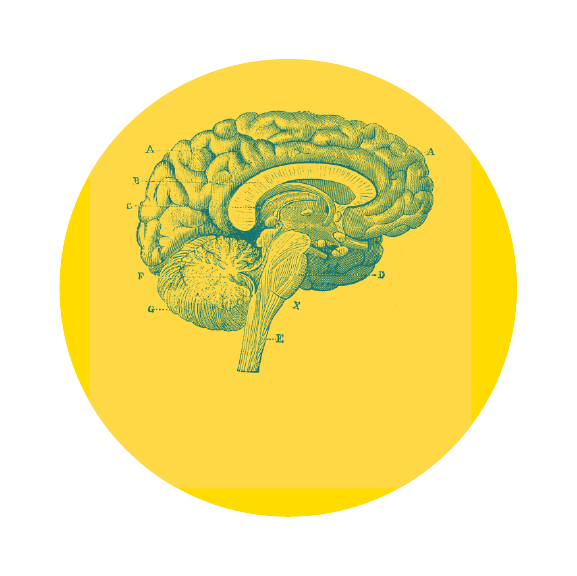 Blue anatomical brain sketch on a yellow circle.